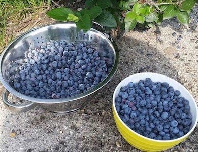 picked blueberries