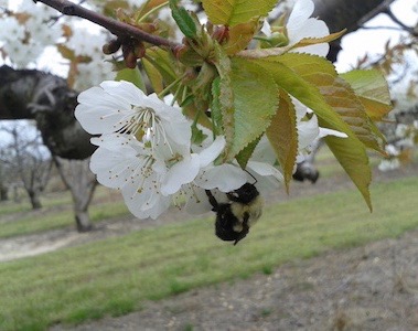pollinating cherry blossoms