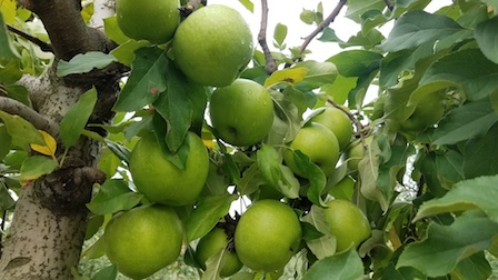 MacIntosh Apples 1 quart – Lyons Fruit Farm and Market