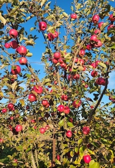 MacIntosh Apples 1 quart – Lyons Fruit Farm and Market
